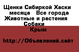 Щенки Сибиркой Хаски 2 месяца - Все города Животные и растения » Собаки   . Крым